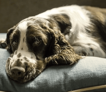 3 Simple Ways To Keeping A Dog Bed Clean