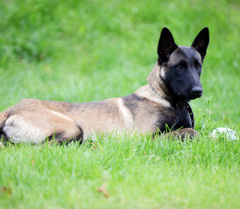 Big Dogs that Don't Shed