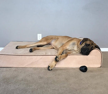 Finding the Best Dog Bed for Hip Dysplasia: A Guide