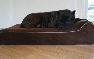 The Ultimate Owners Guide: Therapeutic Dog Beds