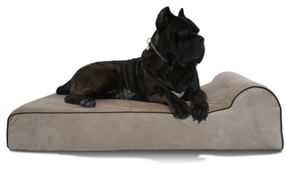 Dog Beds: Everything Pet Parents Need To Know