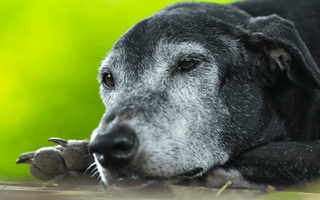 The Ultimate Buying Guide: Dog Beds for Arthritis