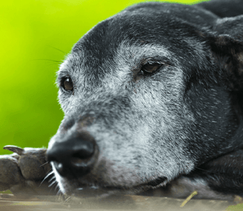 The Ultimate Buying Guide: Dog Beds for Arthritis