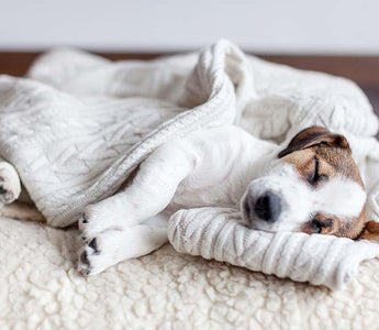 Dog Blanket - Tips For Keeping Your Dog Warm & Cosy