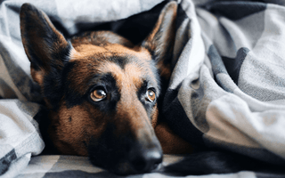 How to Wash a Dog Bed