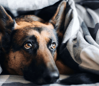 How to Wash a Dog Bed