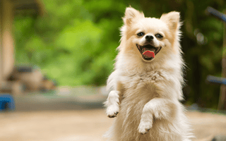 Why Is My Dog Shaking? Common Causes and When to Worry