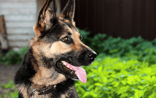 Is a German Shepherd a Good Family Dog?