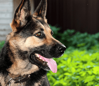 Is a German Shepherd a Good Family Dog?
