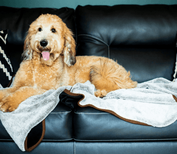 How To Take Care Of Your Dog This Summer