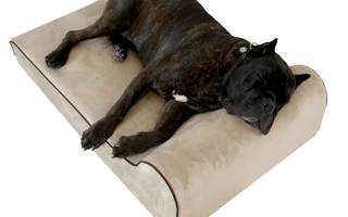 The Best Dog Beds for Large Breeds