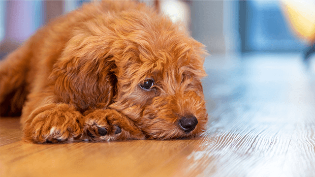 Dogs Peeing in Beds Why They Do It and How to Help Stop Bully Beds