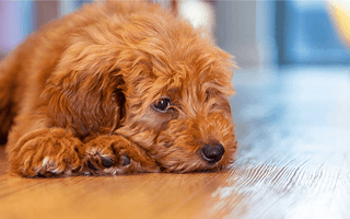 Dogs Peeing in Beds: Why They Do It and How to Help Stop
