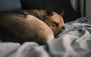 Why Do Dogs Scratch Their Beds?
