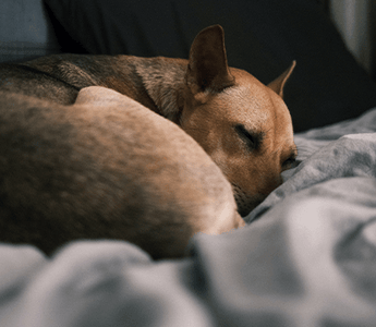 Why Do Dogs Scratch Their Bed?