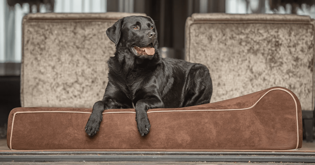 How To Pick Out Large Dog Beds for Large Breed Dogs