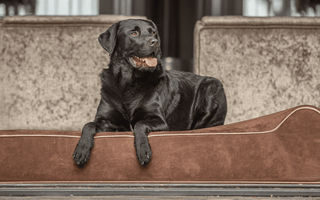 How To Pick Out Large Dog Beds for Large Breed Dogs