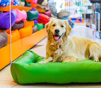 Dog Bed Tips