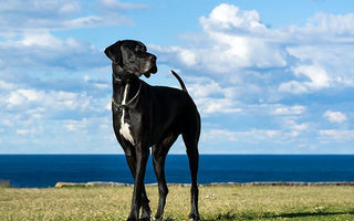 Great Dane Dog Bed Sizing