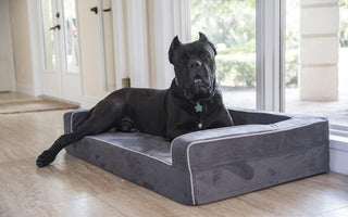 Hip Dysplasia in Dogs: A Comprehensive Guide
