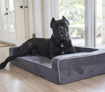 Hip Dysplasia in Dogs: A Comprehensive Guide