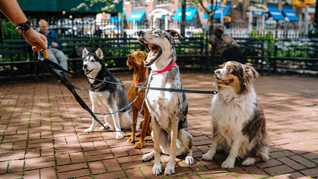 Most obedient deals dogs