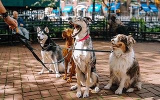 The 25 Most Obedient Dog Breeds