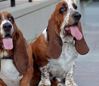 6 Best Soothing Home Remedies for Dog Ear Infections