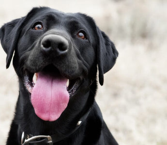 120 Best Male Dog Names for 2025