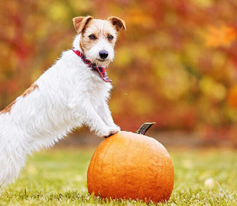 Everything You Need to Know About Pumpkin For Dogs
