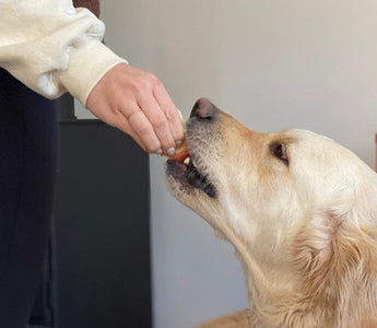 Fruits and Vegetables Dogs Can and Can't Eat