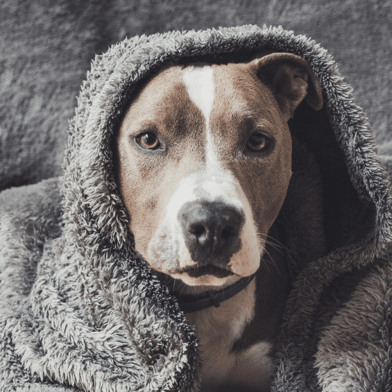 Waterproof Dog Blankets Bully Beds