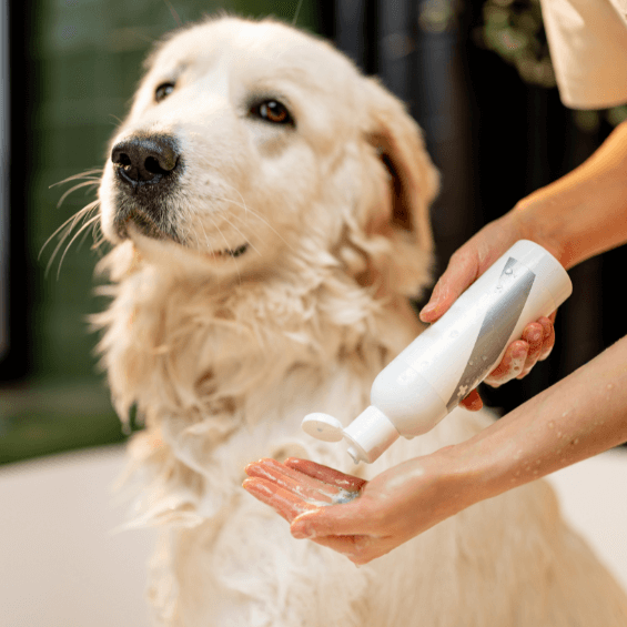 Pet Care & Dog Supplements