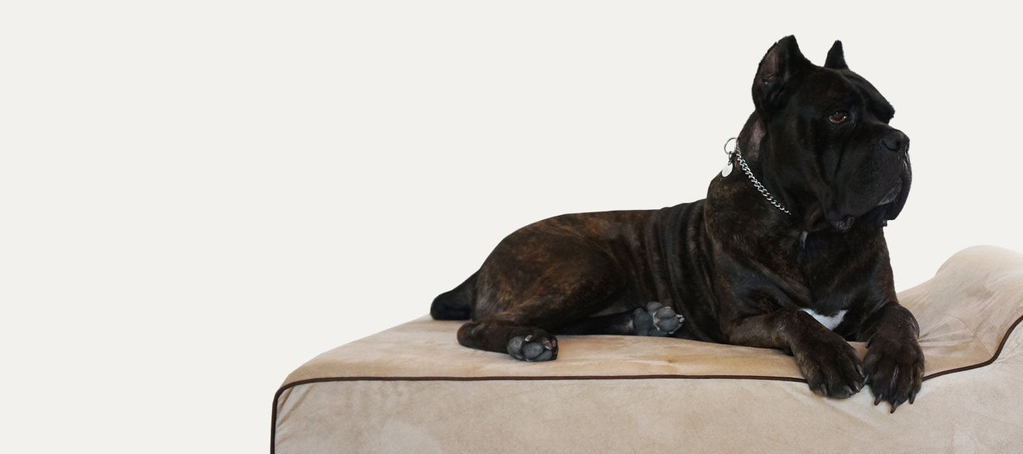 Orthopedic Dog Beds for Large Dogs | Bully Beds