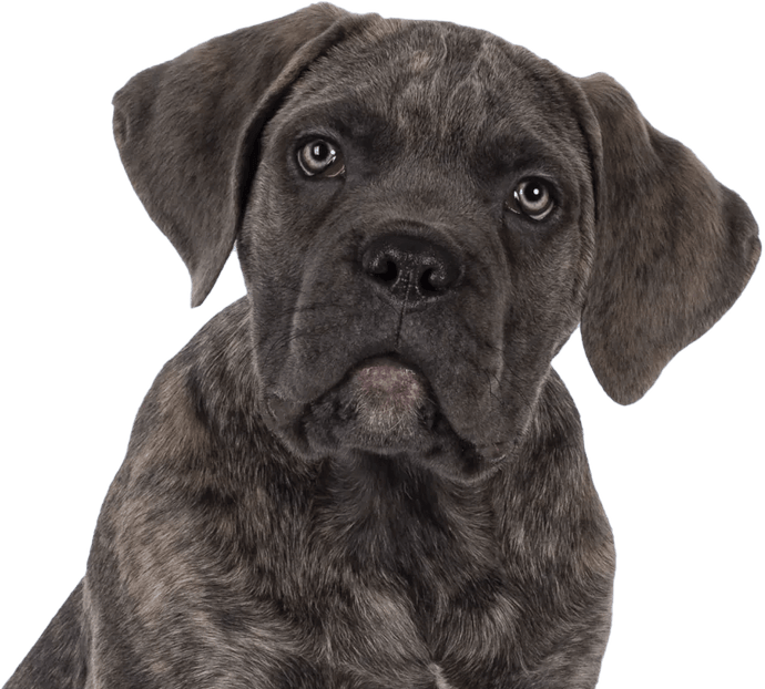 Every Dog Deserves to Live a Pain-Free Life