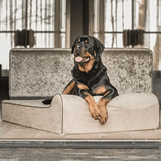 Dog Beds