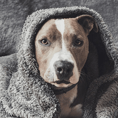 Waterproof Dog Blankets