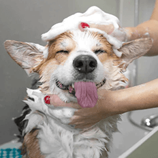Pet Care & Dog Supplements