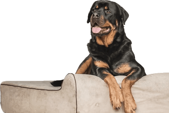 Luxury Dog Bed