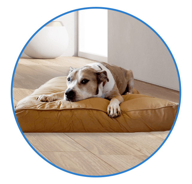 Chew-Proof Bed