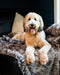 Waterproof Long Hair Faux Fur Throw Blanket Blankets Bullybeds.com Large 60"x52" Mocha Tan