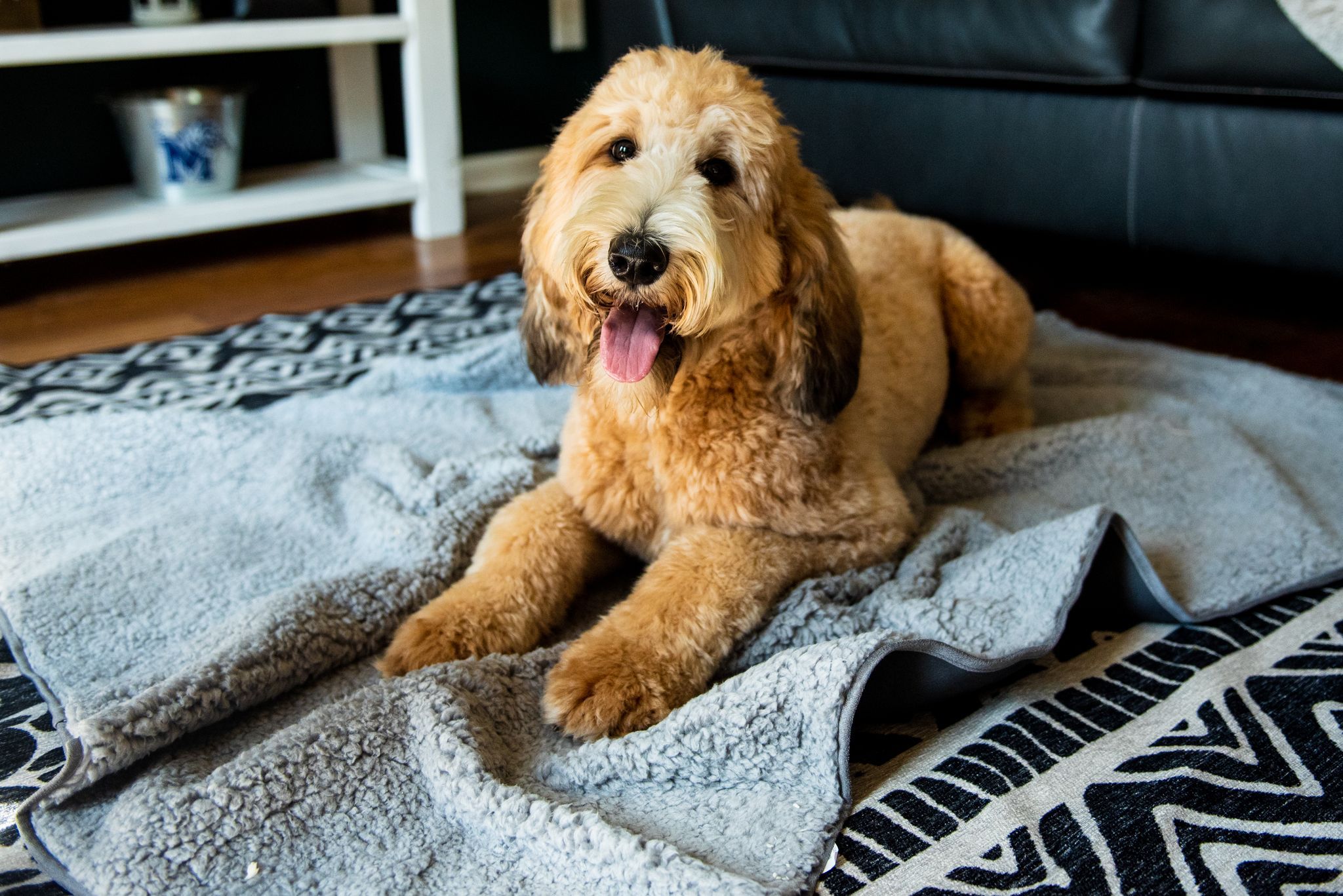 Sherpa Top Waterproof Throw Blanket Blankets Bullybeds.com