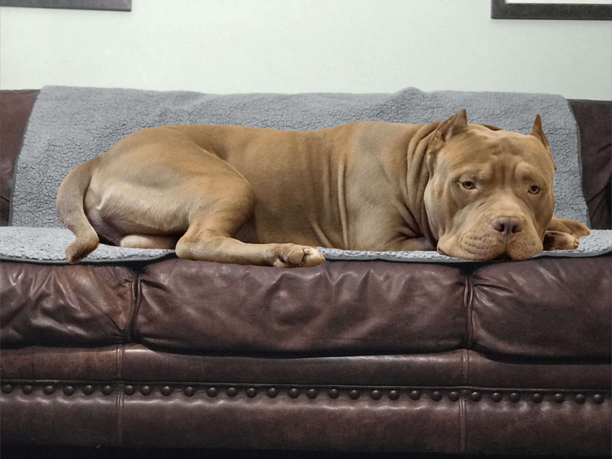 Sherpa Top Waterproof Throw Blanket Bullybeds.com