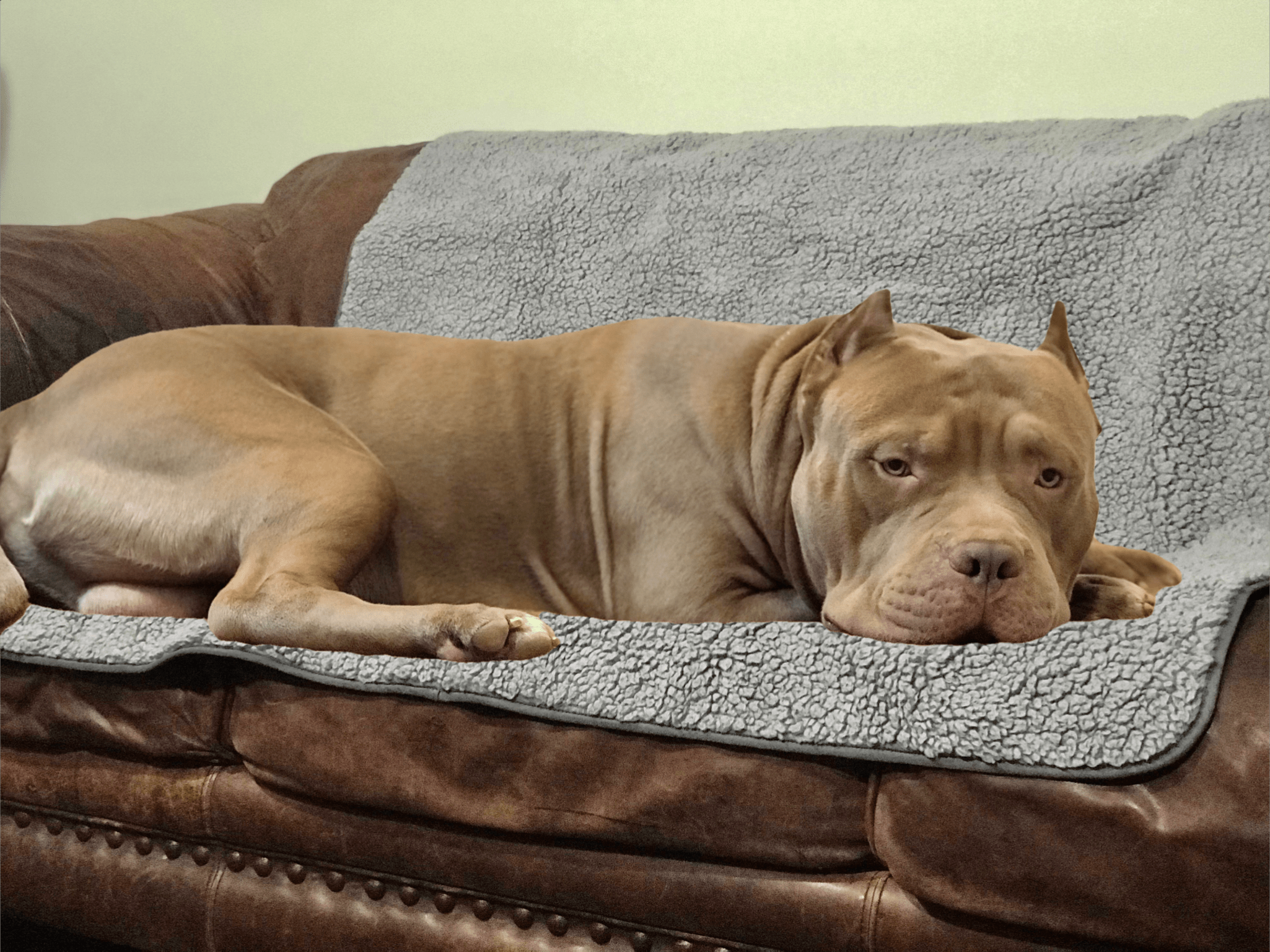 Sherpa Top Waterproof Throw Blanket Bullybeds.com