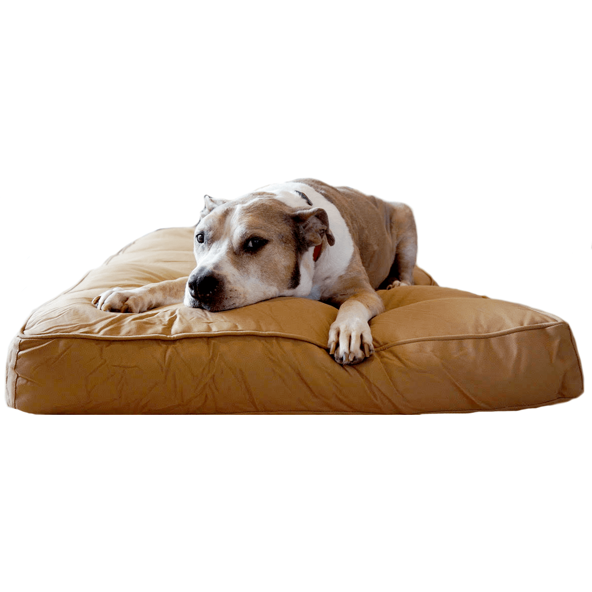 Chew Resistant Dog Bed With 200 Day Guarantee Bully Bed bullybeds.com