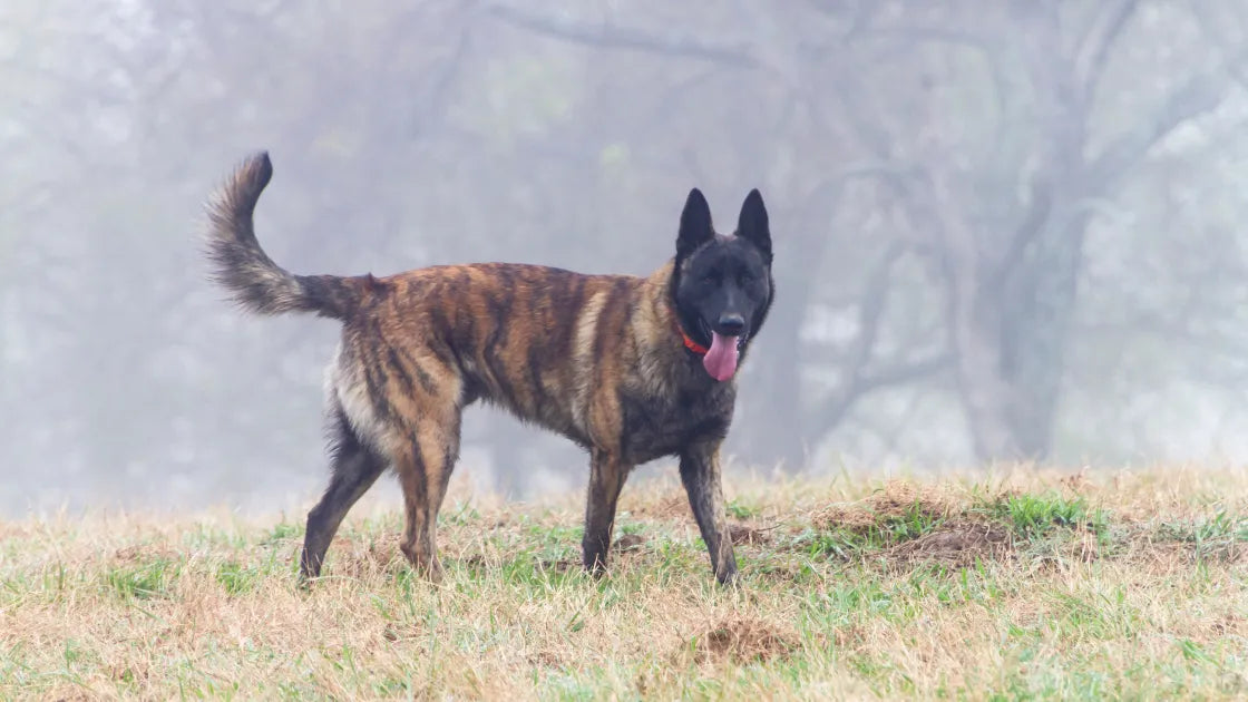 The Dutch Shepherd: Your Guide Before Owning