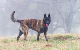 The Dutch Shepherd: Your Guide Before Owning