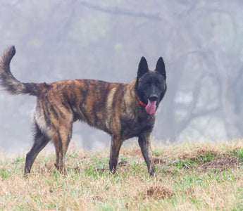 The Dutch Shepherd: Your Guide Before Owning