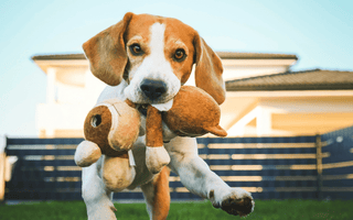 The 12 Best Medium-Size Dog Breeds for 2024