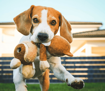 The 12 Best Medium-Size Dog Breeds for 2024